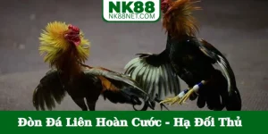don-da-lien-hoan-cuoc-bia